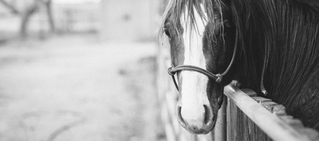 Naar een nieuw partnerschap tussen mensen en dieren