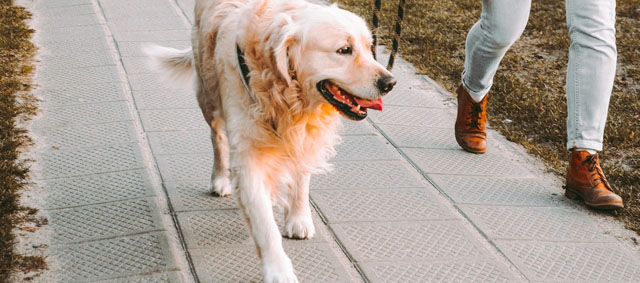 Vergunning voor hond uitlaten door stikstofbeleid