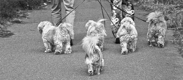 Hond niet uitlaten? Dat is 2.500 euro boete