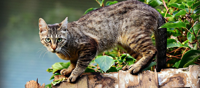 Kat naar buiten doen is in strijd met EU-regels