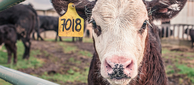 Concept hygiëneprotocol bedrijfsbezoek dierenartsen online