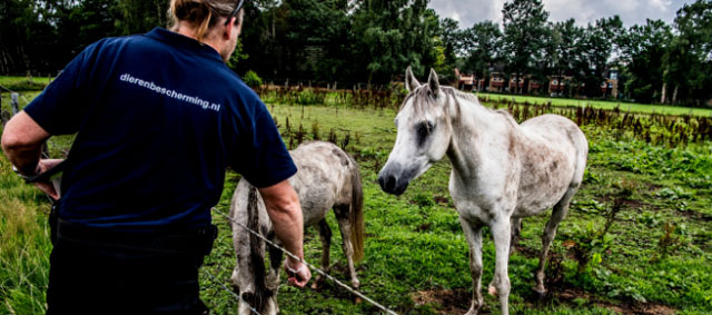 LID: Verdubbeling aantal zaken dieren in nood