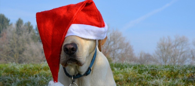 Kerst: de risico’s voor hond, kat en andere huisdieren