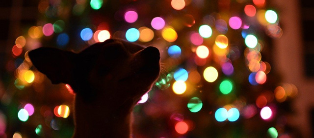 Een kerstboom is levensgevaarlijk voor je hond of kat: dit is waarom