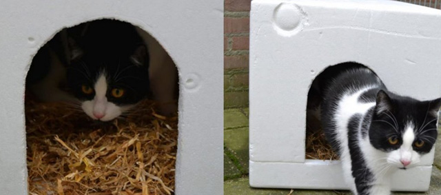‘Help zwerfkatten de winter door’: dierenambulance zoekt isoboxen