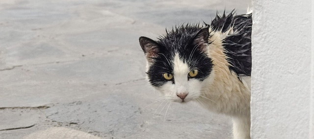 Verminderen zwerfkatten door castratie en chipplicht