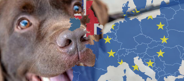 Regels voor reizen met huisdieren van en naar het Verenigd Koninkrijk voorlopig nog onveranderd