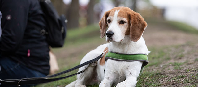 Animal Event geannuleerd, online-versie in voorbereiding