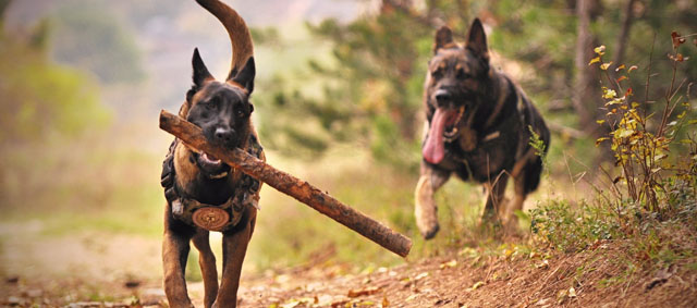 Boswachters: verbiedt loslopende honden in de natuur