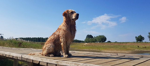 Golden Retriever Jayden Mooiste Hond van Nederland 2020