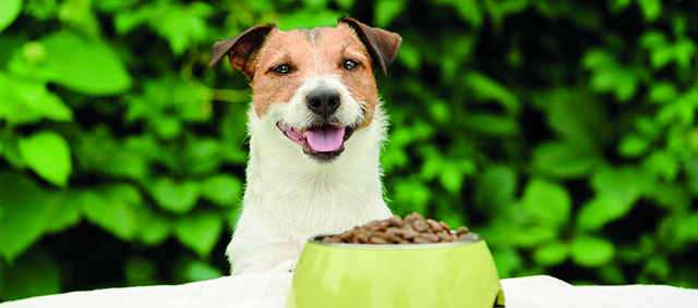 Pets Place breidt assortiment uit met insectenvoeding Teds