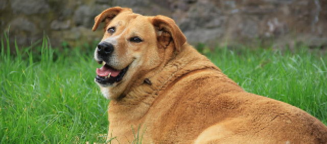 Pets Place opent zeven obesitasklinieken voor huisdieren met overgewicht