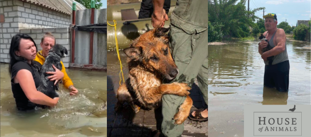 Eerste Nederlandse dierenbeschermers naar overstroomd rampgebied in Oekraïne