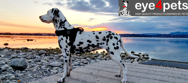 Eye4pets zoekt een ACCOUNTMANAGER Buitendienst (M/V) FT